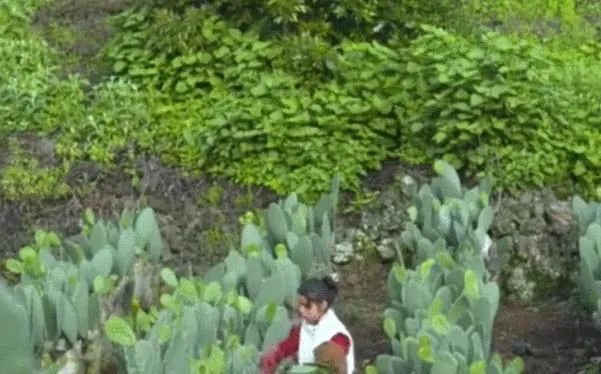 Người Mexico thích ăn xương rồng như người Việt ăn rau