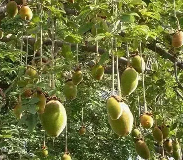 Cây baobap nhiều giá trị dinh dưỡng và là “cực phẩm” của người châu Phi