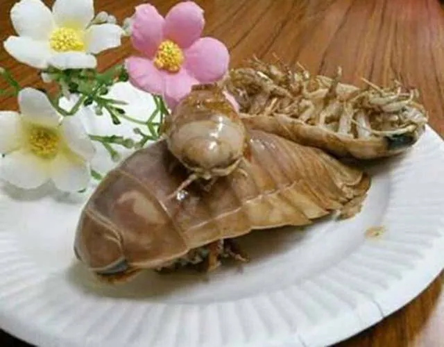 Loại hải sản mang hình hài của côn trùng và rất khó đánh bắt