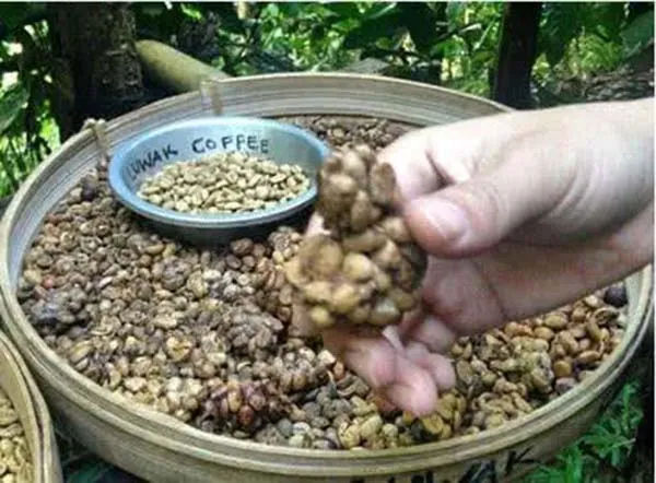 Bí mật kinh hoàng đằng sau 3 món ăn đặc sản xa xỉ