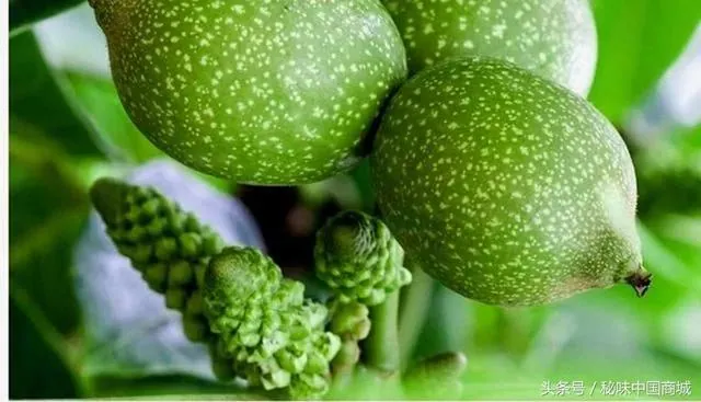 Hoa óc chó hình thù kì lạ có giá trị dinh dưỡng như quả óc chó hay không?