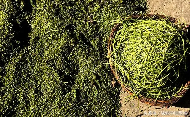 Hoa óc chó hình thù kì lạ có giá trị dinh dưỡng như quả óc chó hay không?