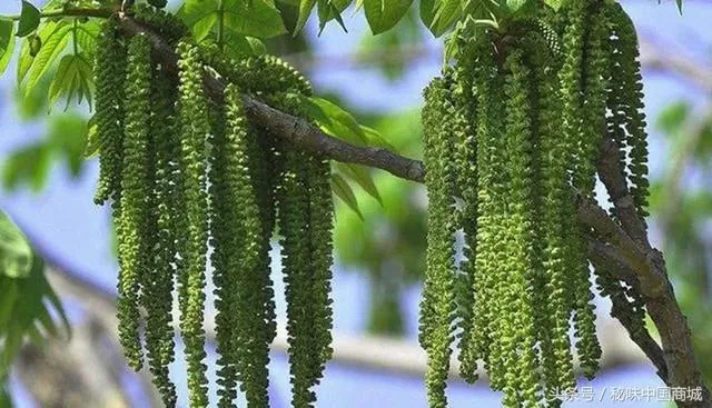 Hoa óc chó hình thù kì lạ có giá trị dinh dưỡng như quả óc chó hay không?