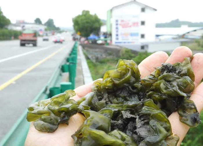 Loại tảo trơn nhầy chỉ mọc khi trời mưa lại có giá trị dinh dưỡng cao
