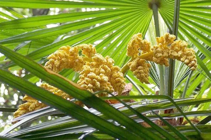 Người Trung Quốc coi quả của cây cọ như một loại thực phẩm quý