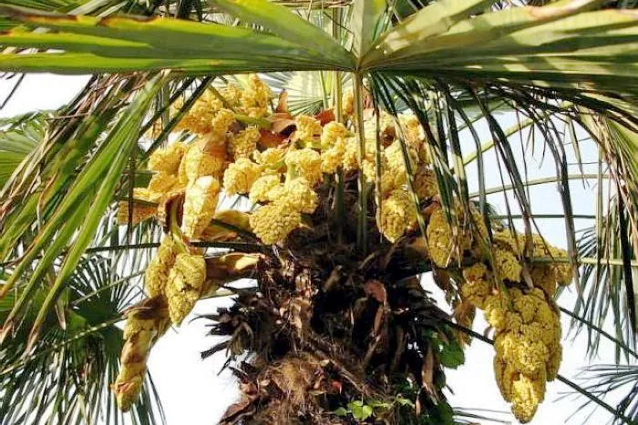 Người Trung Quốc coi quả của cây cọ như một loại thực phẩm quý