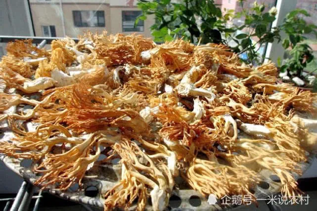 Nấm rồng – Loại nấm mang hình hài của san hô và công dụng của thần dược