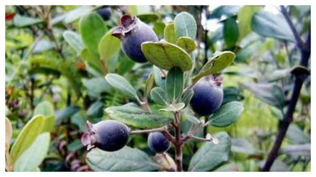 Quả sim nếu được mua ở Trung Quốc sẽ có giá 400 nghìn/kg