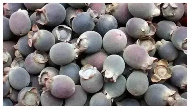 Quả sim nếu được mua ở Trung Quốc sẽ có giá 400 nghìn/kg