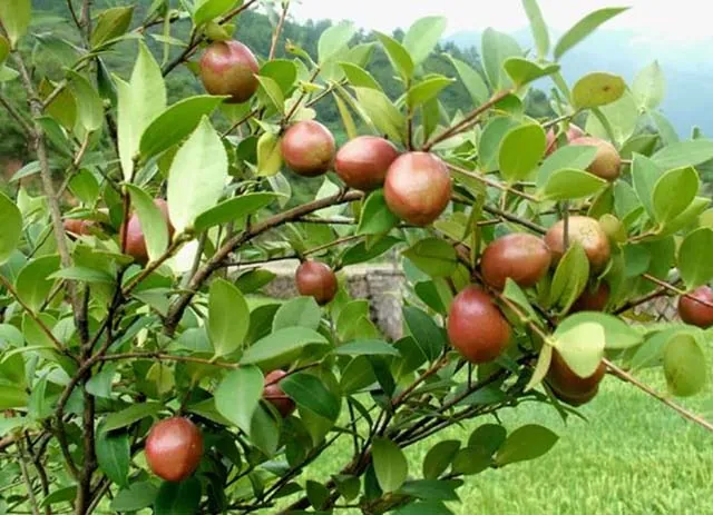 Quả cây chè đắng tốt như quả oliu mà người Việt không bao giờ sử dụng