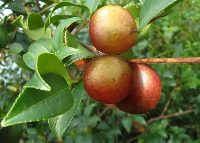 Quả cây chè đắng tốt như quả oliu mà người Việt không bao giờ sử dụng