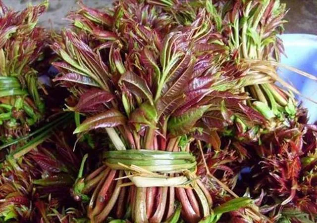 Cây xoan hôi: Loại rau dại chế biến món ăn ngon, bổ và … đắt