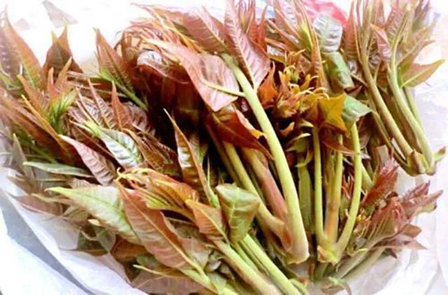 Cây xoan hôi: Loại rau dại chế biến món ăn ngon, bổ và … đắt