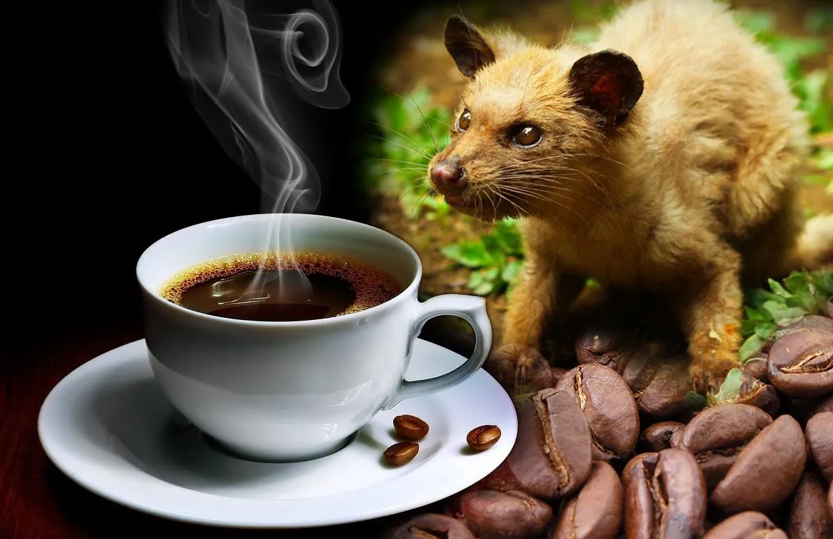 Cà phê phân chồn và những món ăn đặc sản từ chất thải