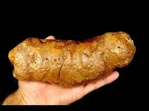Cà phê phân chồn và những món ăn đặc sản từ chất thải