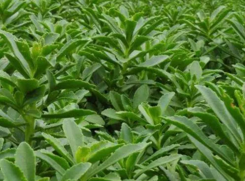 Giá tiền của loại rau cỏ dại khi phát hiện công dụng thật của nó