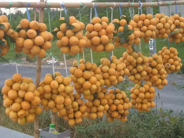 Du lịch miền Tây đừng quên nếm thử đặc sản dân dã của Vĩnh Long