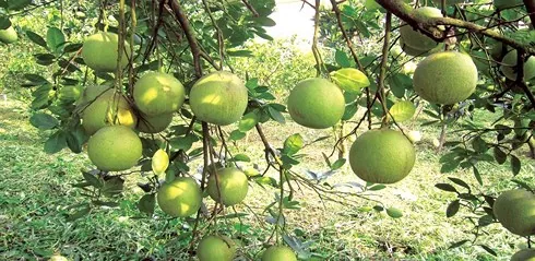 7 món ăn đặc sản của vùng đất Đền Hùng – Phú Thọ