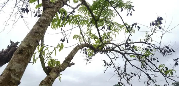 Độc lạ xôi “lên màu lung linh” nhờ các loại cây từ rừng thiên nhiên