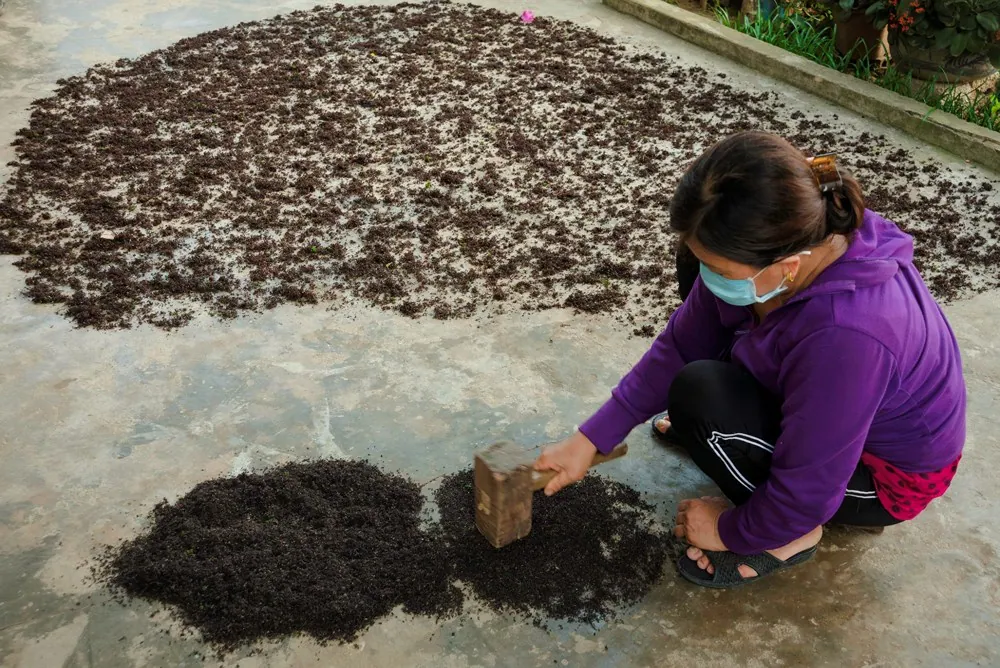 Đặc sản rau cạo Nghệ An nhìn ghê ghê: Gắp 1 đũa là muốn gắp đũa thứ 2, 3