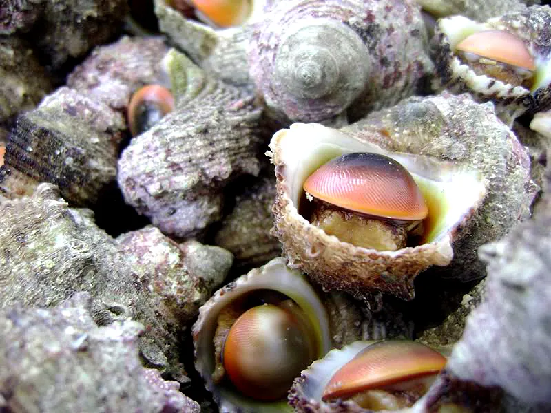 Món ngon khó quên của “vương quốc tỏi”