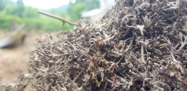 Độc lạ xôi “lên màu lung linh” nhờ các loại cây từ rừng thiên nhiên