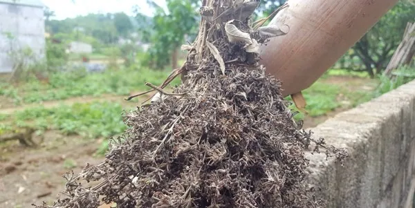 Độc lạ xôi “lên màu lung linh” nhờ các loại cây từ rừng thiên nhiên