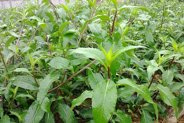 Những đặc sản ngon hết nấc nhất định thử khi đến Tây Nguyên