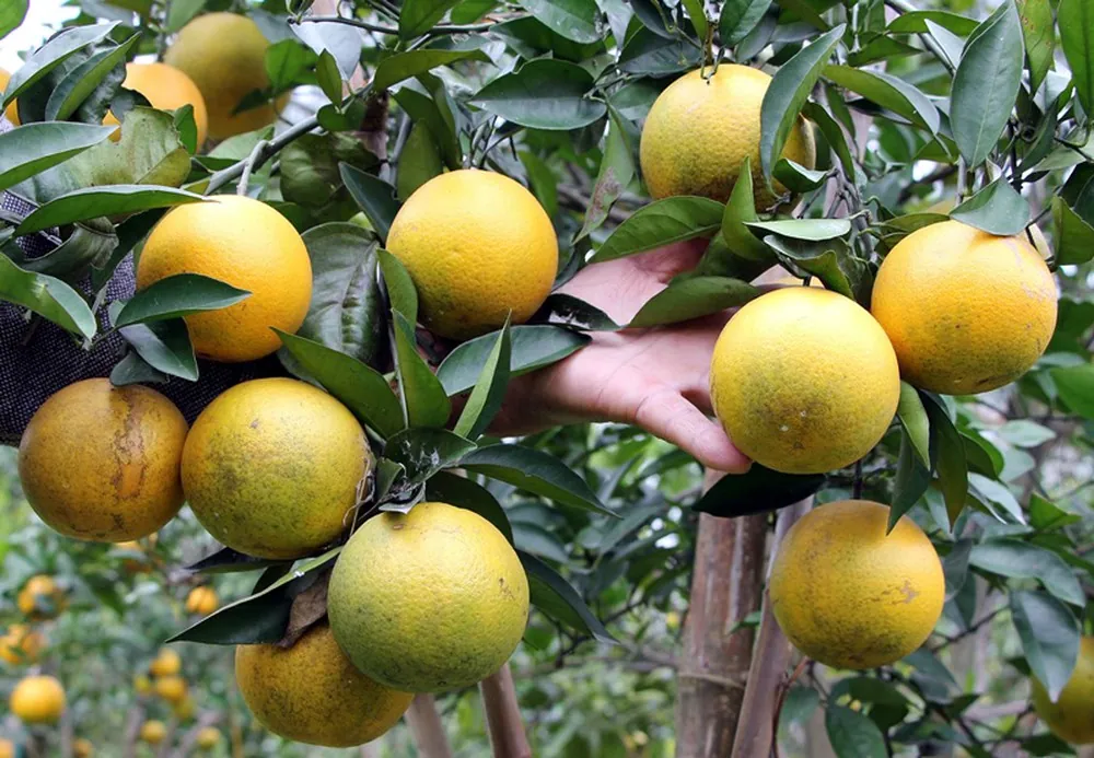 Những đặc sản mà khi đến xứ Nghệ mà không thử thì phí đời