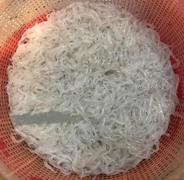 Chảy hết nước miếng với con đặc sản trắng bạch như thủy tinh