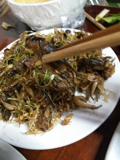 Đặc sản Tây Bắc: Mưa xuống đi săn dế mèn về xào nước măng chua