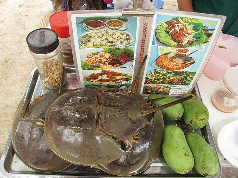 Đến cửa sông thưởng thức sam biển Cần Giờ hương vị cực lạ
