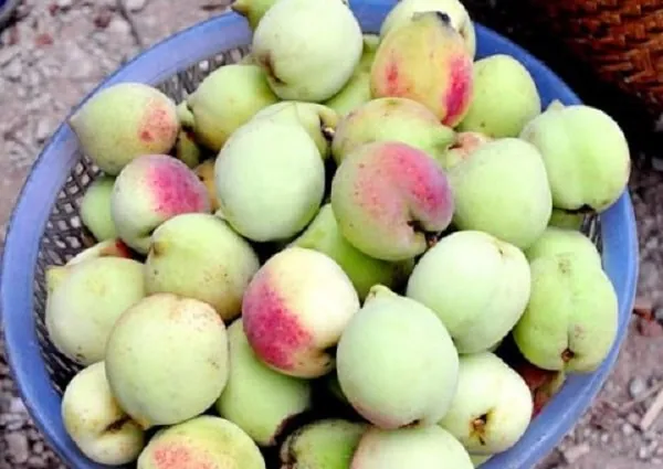 Đặc sản Tây Bắc