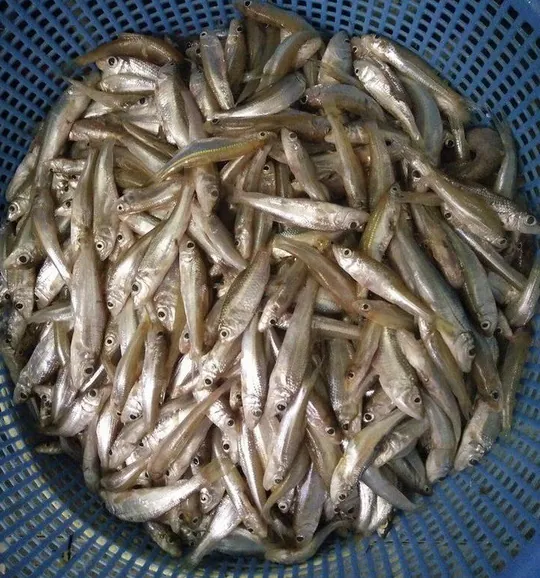 Đặc sản Nghệ An